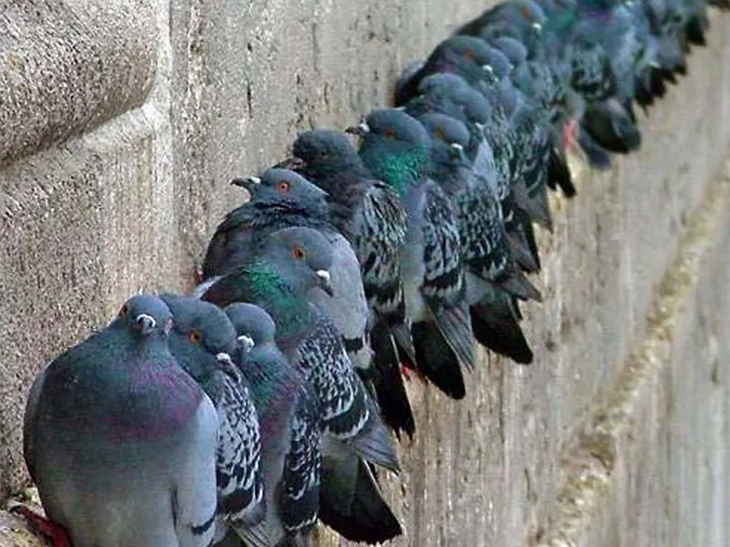 Des pigeons sur le toit ? Voici comment les éloigner en toute sécurité.