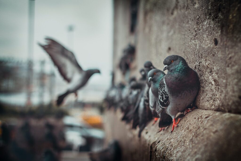 Éloigner les pigeons de façon naturelle